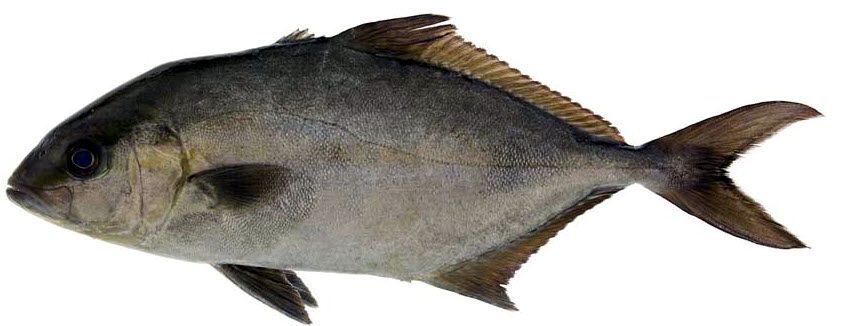 Seriola rivoliana_008